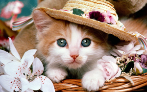 Wallpaper Gatti - Leoni - Tigri