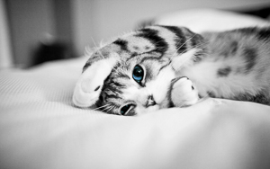 Wallpaper Gatti - Leoni - Tigri