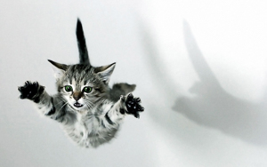 Wallpaper Gatti - Leoni - Tigri