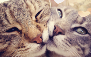 Wallpaper Gatti - Leoni - Tigri