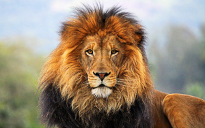 Wallpaper Gatti - Leoni - Tigri