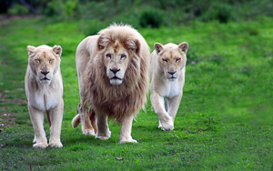 Wallpaper Gatti - Leoni - Tigri