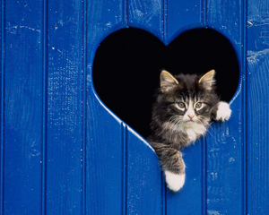 Wallpaper Gatti - Leoni - Tigri