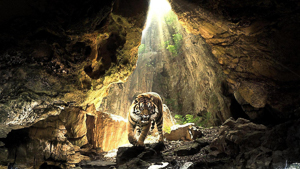 Wallpaper Gatti - Leoni - Tigri