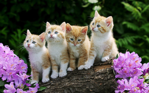 Wallpaper Gatti - Leoni - Tigri