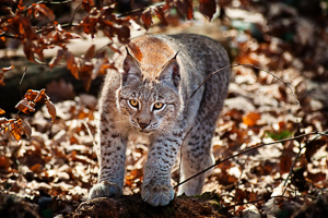 Wallpaper Gatti - Leoni - Tigri