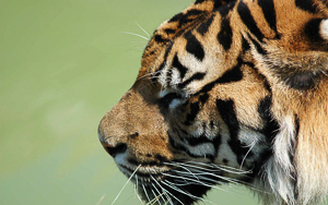 Wallpaper Gatti - Leoni - Tigri