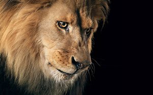 Wallpaper Gatti - Leoni - Tigri