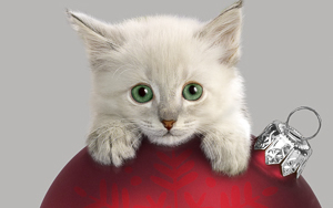 Wallpaper Gatti - Leoni - Tigri