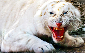 Wallpaper Gatti - Leoni - Tigri - Pantere