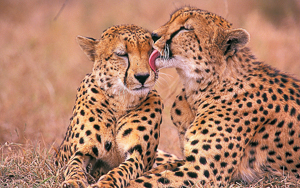 Wallpaper Gatti - Leoni - Tigri - Pantere