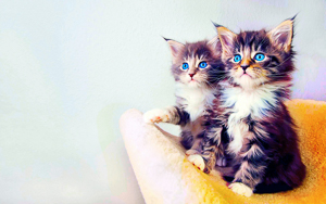 Wallpaper Gatti - Leoni - Tigri - Pantere