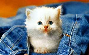 Wallpaper Gatti - Leoni - Tigri - Pantere