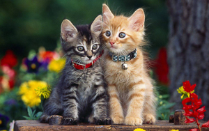 Wallpaper Gatti - Leoni - Tigri