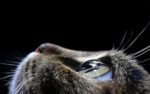 Wallpaper Gatti - Leoni - Tigri