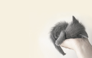 Wallpaper Gatti - Leoni - Tigri