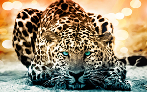 Wallpaper Gatti - Leoni - Tigri
