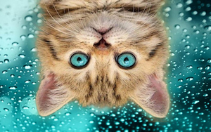 Wallpaper Gatti - Leoni - Tigri