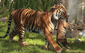 Wallpaper Gatti - Leoni - Tigri