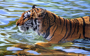 Wallpaper Gatti - Leoni - Tigri