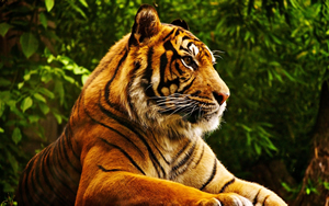 Wallpaper Gatti - Leoni - Tigri