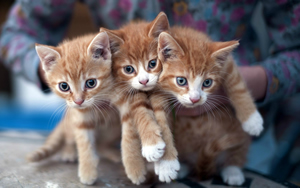 Wallpaper Gatti - Leoni - Tigri