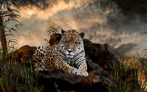 Wallpaper Gatti - Leoni - Tigri