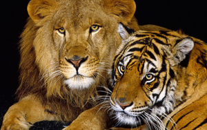 Wallpaper Gatti - Leoni - Tigri