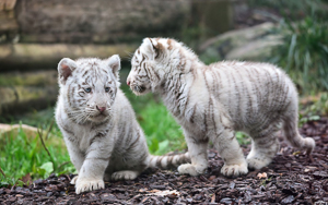 Wallpaper Gatti - Leoni - Tigri