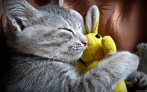 Wallpaper Gatti - Leoni - Tigri