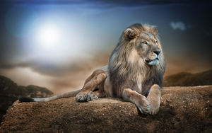 Wallpaper Gatti - Leoni - Tigri