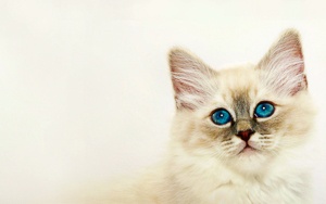 Wallpaper Gatti - Leoni - Tigri
