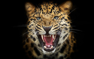 Wallpaper Gatti - Leoni - Tigri