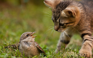 Wallpaper Gatti - Leoni - Tigri