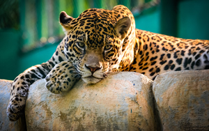 Wallpaper Gatti - Leoni - Tigri