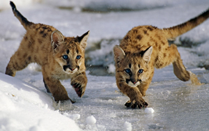 Wallpaper Gatti - Leoni - Tigri