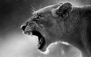 Wallpaper Gatti - Leoni - Tigri