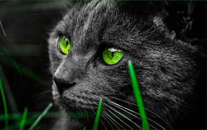 Wallpaper Gatti - Leoni - Tigri
