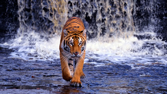 Wallpaper Gatti - Leoni - Tigri