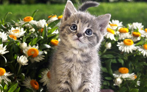 Wallpaper Gatti - Leoni - Tigri