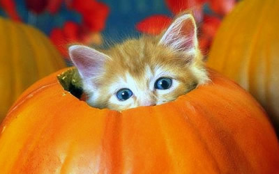 Foto Halloween