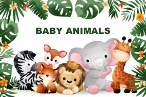 Baby Animals