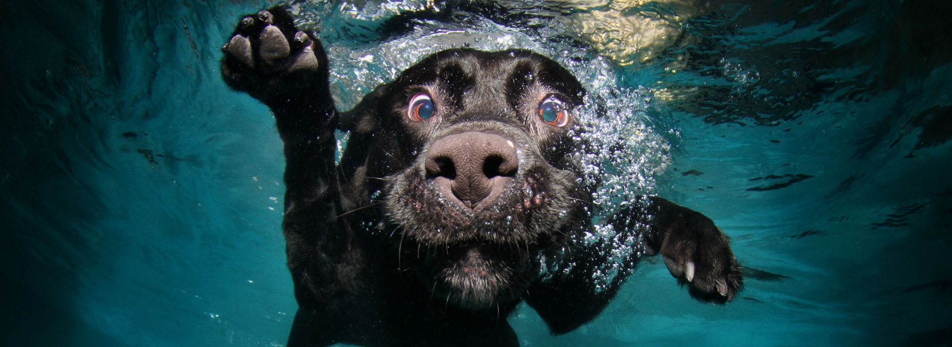 Nomi di cani