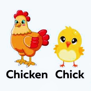 Chicken