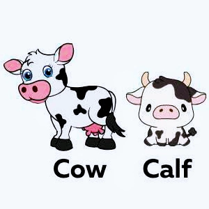 Cow