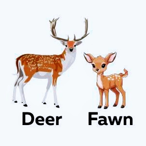 Deer