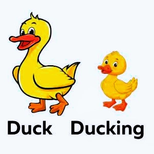 Duck