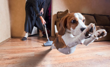 Le fobie piú comuni dei nostri amici cani