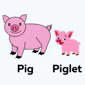 Pig
