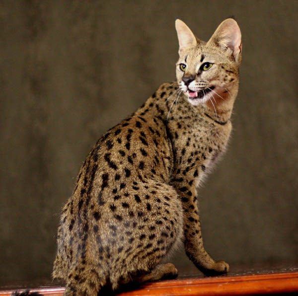 Il Savannah